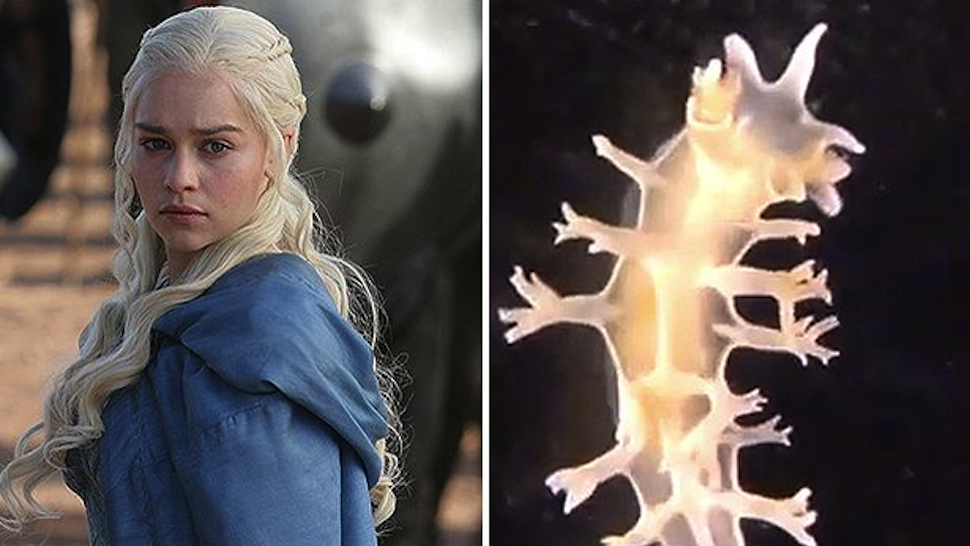 New Species Of Sea Slug Named After Khaleesi From ‘Game Of Thrones’