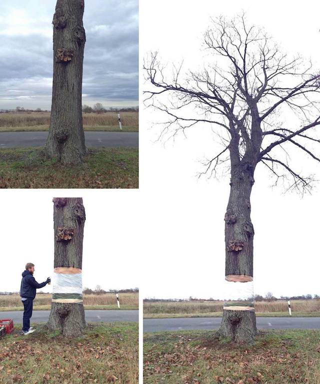 Magical Tree Appears To Be Invisibly Hovering Over Its Tree Trunk