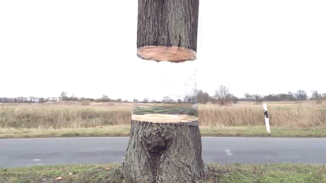 Magical Tree Appears To Be Invisibly Hovering Over Its Tree Trunk