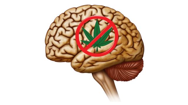 Scientists Find A Marijuana-Blocking Compound Made By Your Brain