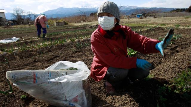 Brave People Are Building Futuristic Farms On Japan’s Radioactive Soil