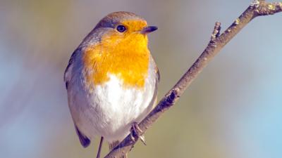 Robins Can Actually See Magnetic Fields (But Only In One Eye)