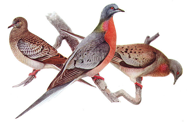 How The Railroad Wiped Out Passenger Pigeons