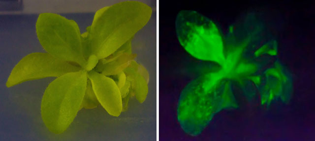 Here’s Your Chance To Own A Glow-In-The-Dark Plant — And Soon