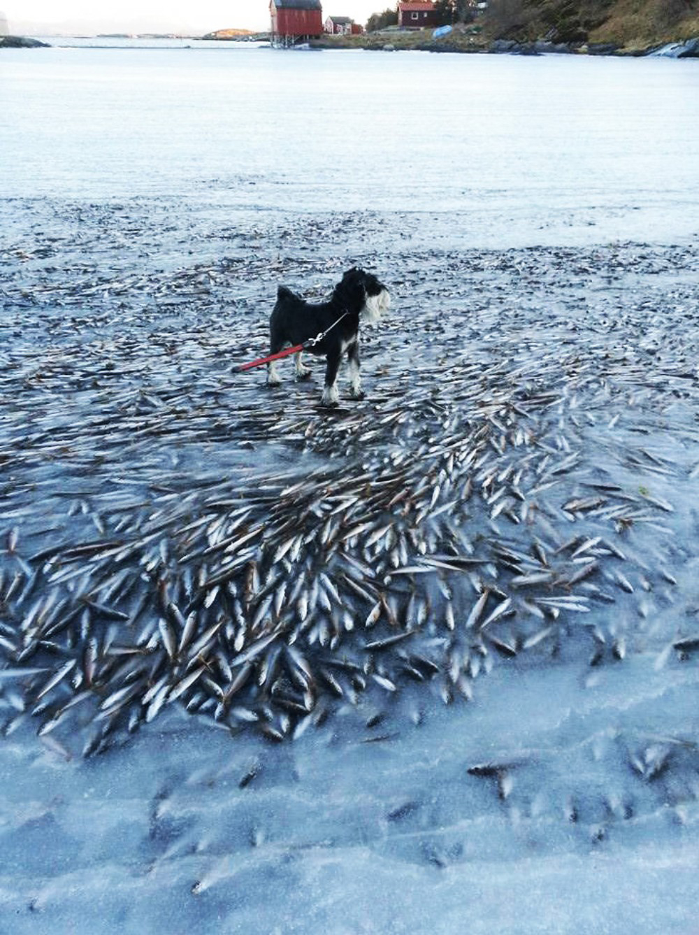 The Sea Froze So Fast That It Killed Thousands Of Fish Instantly