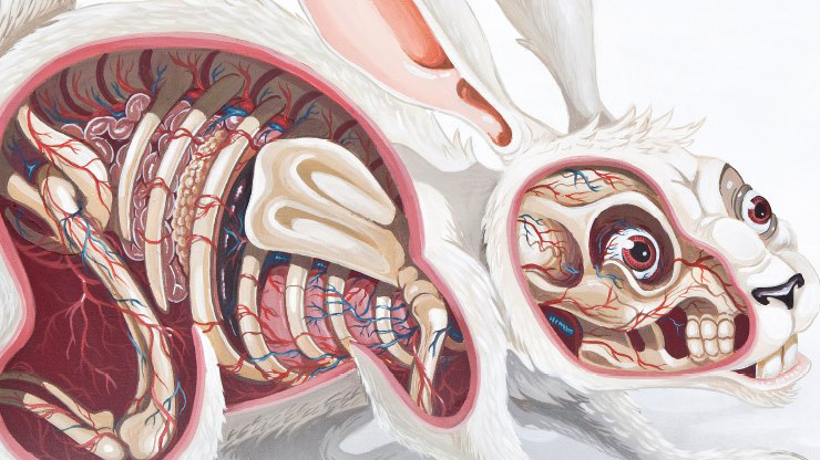 Fascinating Murals Show The Funky Anatomy Of Animals