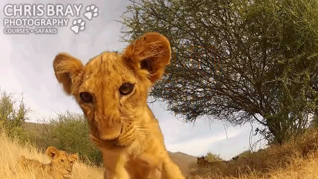 An Adorable Lion Cub Waves Hi To A GoPro Camera