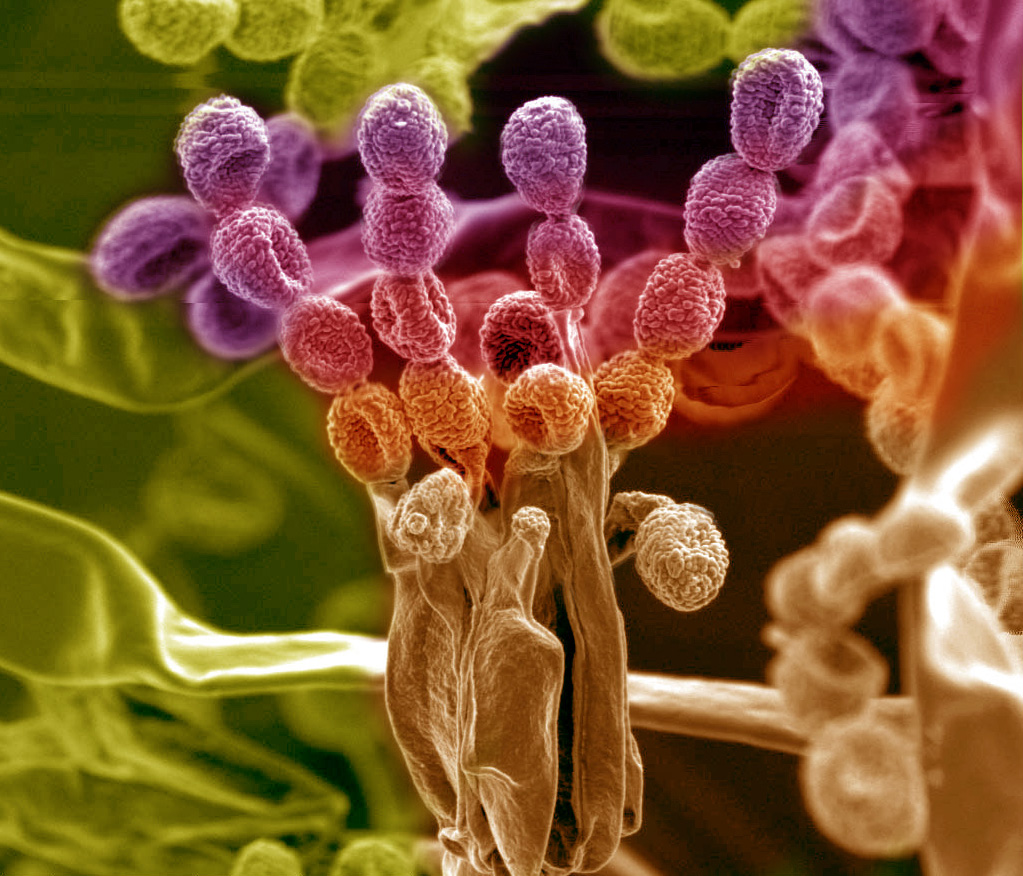 27 Amazing Images From The Depths Of Scientific Labs