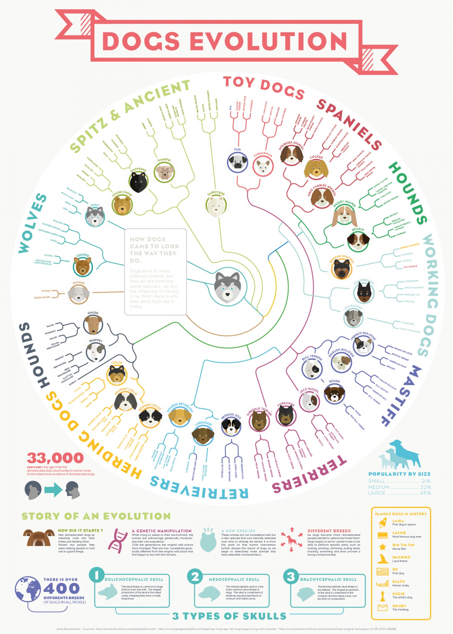 A Simple Chart Shows How Dogs Today Evolved From A Wolf