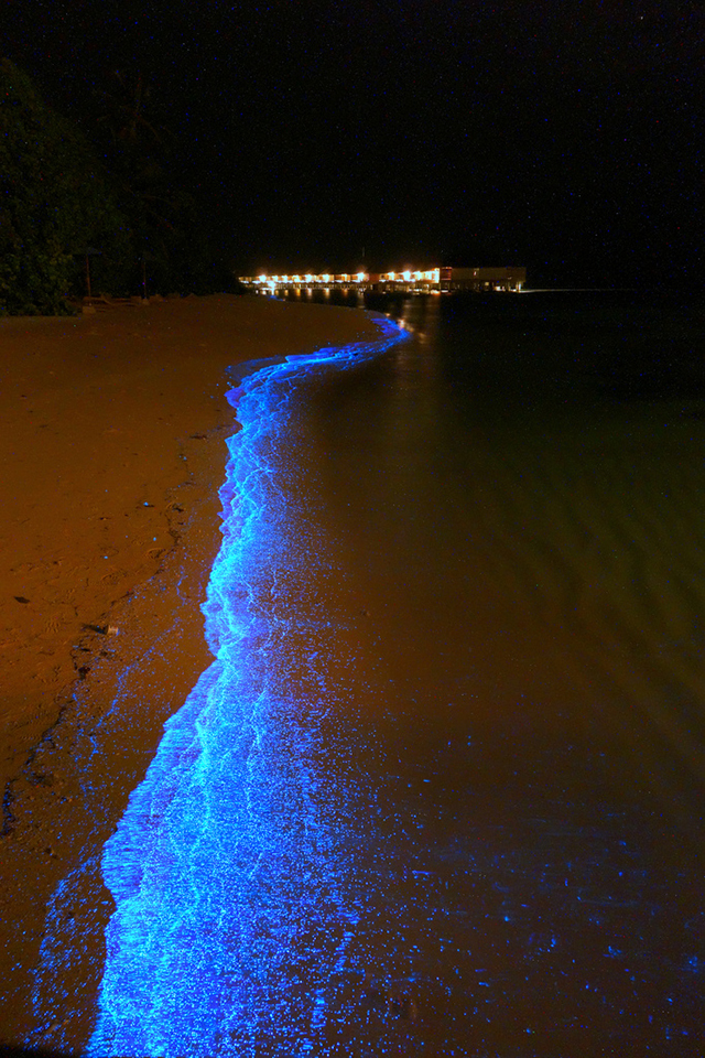 World’s Most Beautiful Beach Glows Like Millions Of Stars At Night