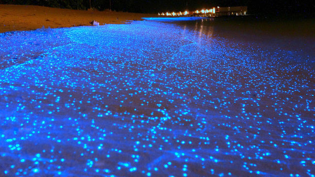 World’s Most Beautiful Beach Glows Like Millions Of Stars At Night