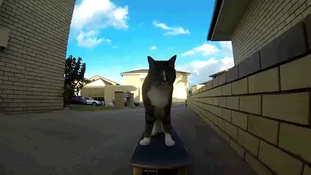 Watch A Cat Do Some Awesome Skateboard Tricks