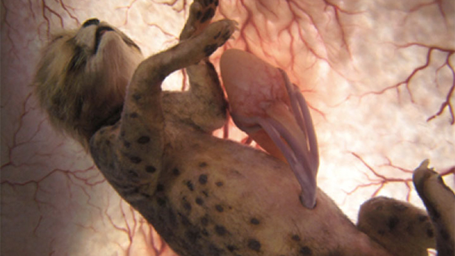Outstanding Images Of Animals Inside The Womb