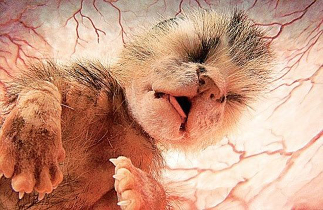 Outstanding Images Of Animals Inside The Womb