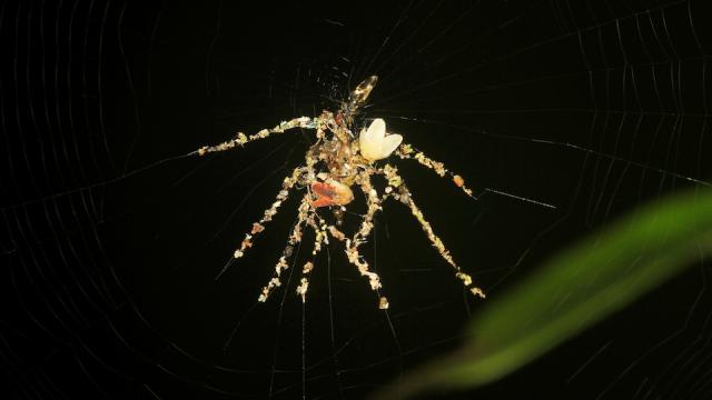 Badass Spider Uses Insect Corpses To Make A Giant Spider Design Decoy