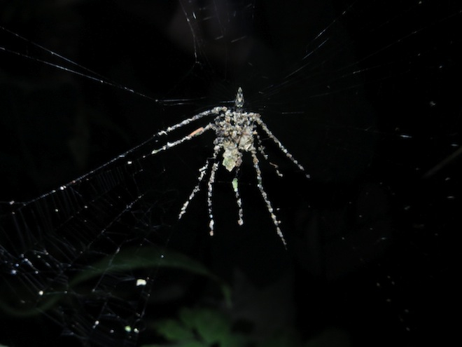 Badass Spider Uses Insect Corpses To Make A Giant Spider Design Decoy