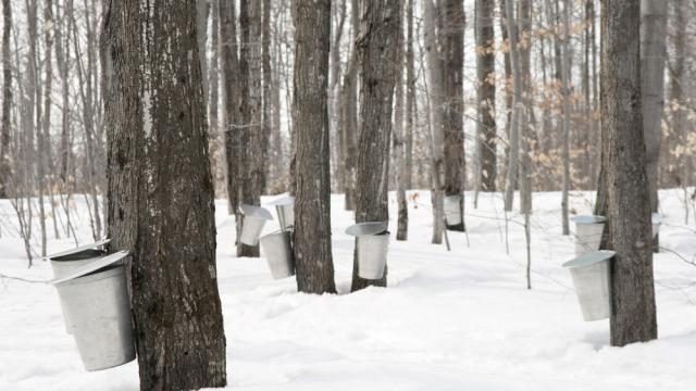 A Discovery That Literally Turns The Maple Syrup Industry Upside Down
