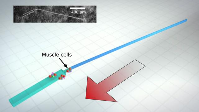 Heart Cells Power This Swimming, Sperm-Like Robot