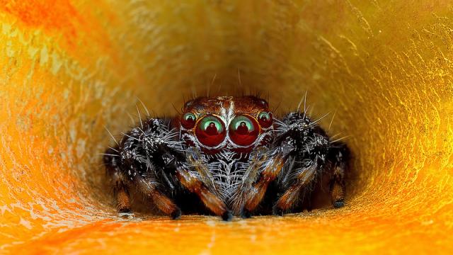 Staring At These Spiders Straight In The Eyes Is Sucking My Soul Away