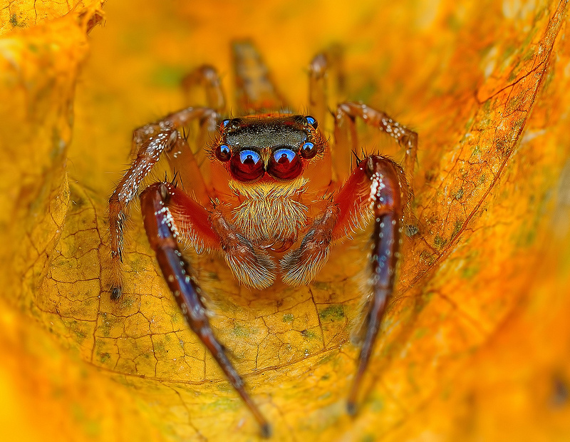 Staring At These Spiders Straight In The Eyes Is Sucking My Soul Away