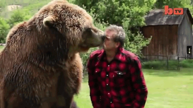 Fearless Man Plays With Grizzly Bears Like You Play With Your Dog