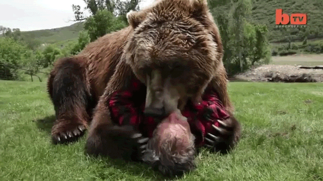 Fearless Man Plays With Grizzly Bears Like You Play With Your Dog