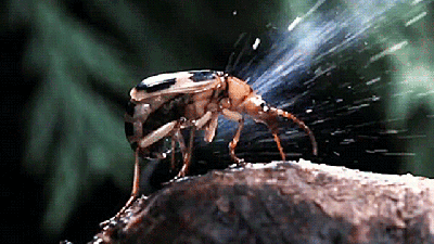 When The Bombardier Beetle Attacks It Really Bombs Its Enemies