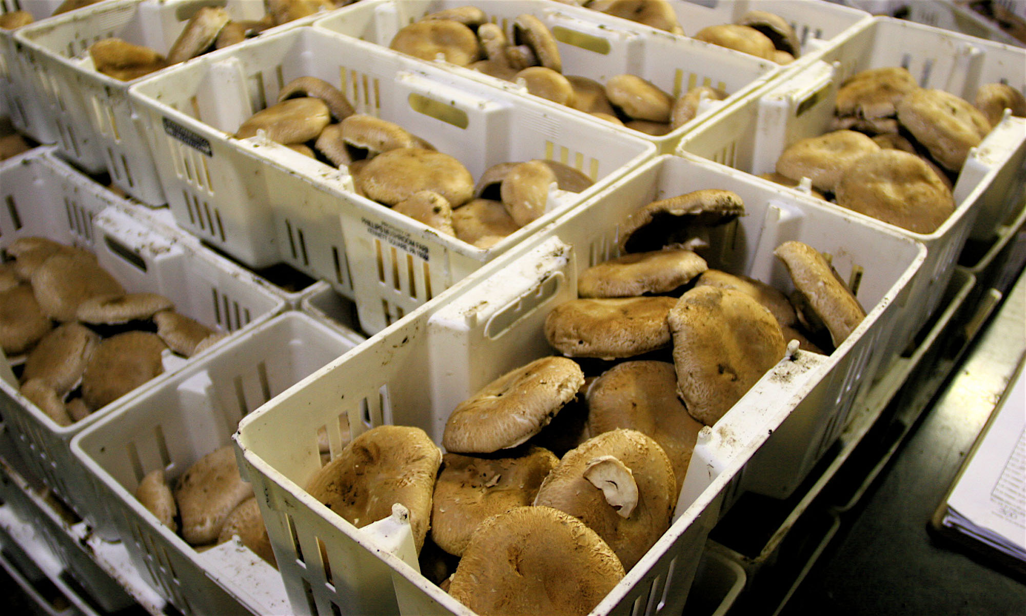 Why This Small Town Is The Mushroom Capital Of The World