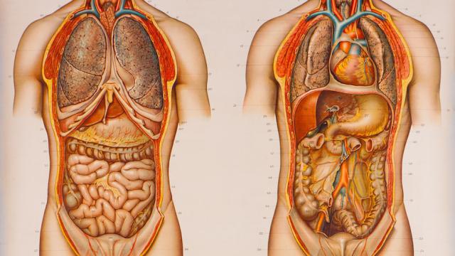 A Brief History Of The Body Told Through 10 Eye-Popping Drawings