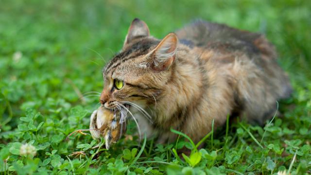 Sorry, Cat Lovers, Cats Are An Invasive Species Too