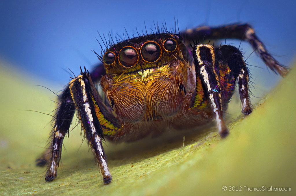 Alien Monsters Or Awesome Spiders, I Just Love These Little Guys