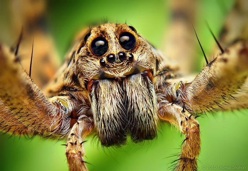 Alien Monsters Or Awesome Spiders, I Just Love These Little Guys