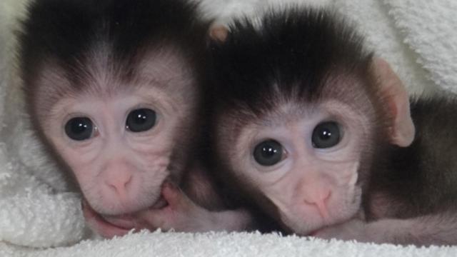 First Custom Mutant Monkeys Bring Us One Step Closer To Designer Babies