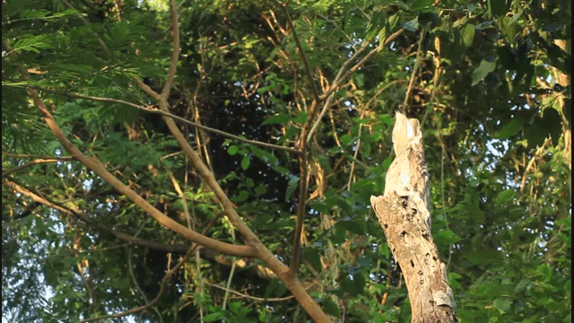 This Tree Branch Is Actually A Camouflaged Bird Standing Really Still