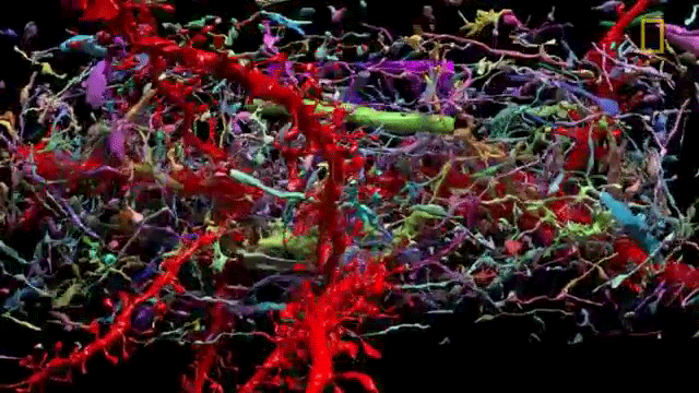 Looking At Every Synapse In The Brain Is Breathtakingly Beautiful