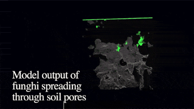 Using A 3D Scanner To Explore The Labyrinths Of Soil Beneath Our Feet