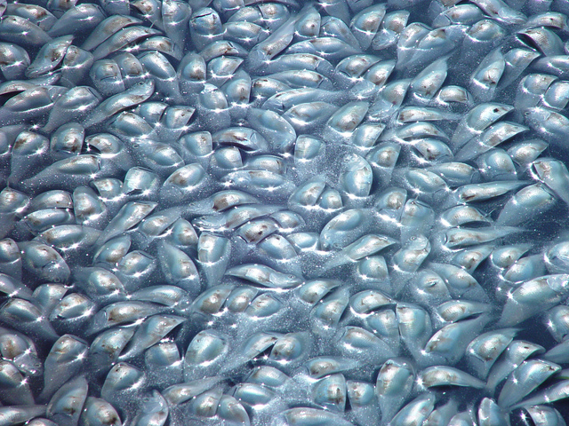 What Do Fertiliser, Omega-3 Pills And Pig Feed Have In Common? A Fish