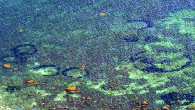 Scientists Reveal Origin Of Mysterious Sea Circles (Spoiler: Not Human)