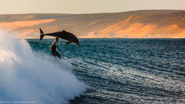 Human And Dolphin Surfing Together — And Other Beautiful Images From Australia