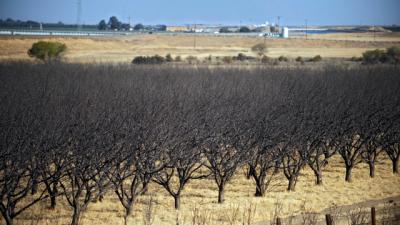 How The US Drought Is Devastating California’s #1 Food Export: Almonds