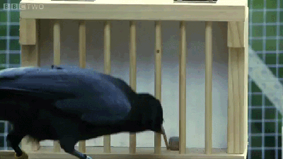 Watch A Genius Crow Solve 8 Complex Puzzles In Perfect Order