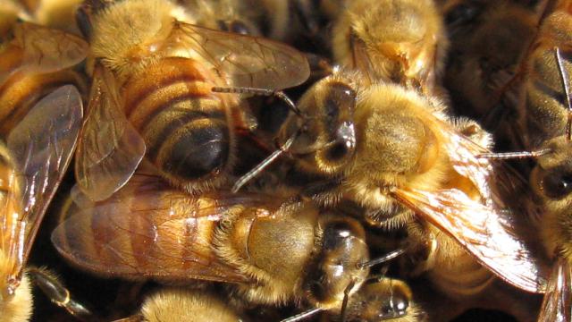 Bees To Humans: We’ll Make Hives Out Of Your Plastic Rubbish