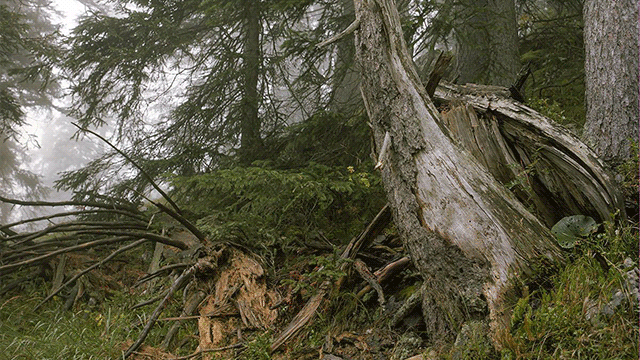 Can You Find The Sniper Hiding With Camouflage In This Picture?