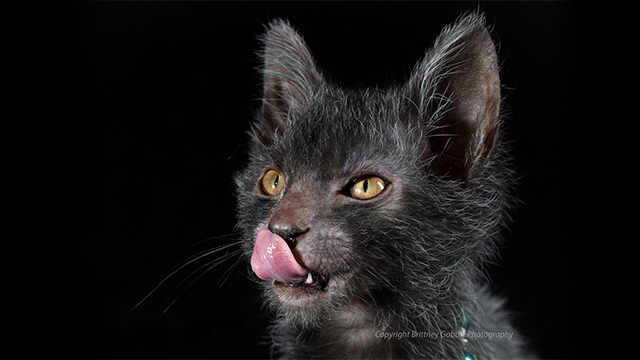 Humans Create Cat Werewolves — And They’re Very Cute And Very Spooky