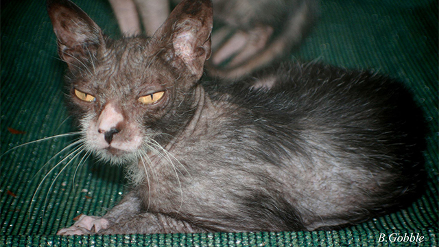 Humans Create Cat Werewolves — And They’re Very Cute And Very Spooky