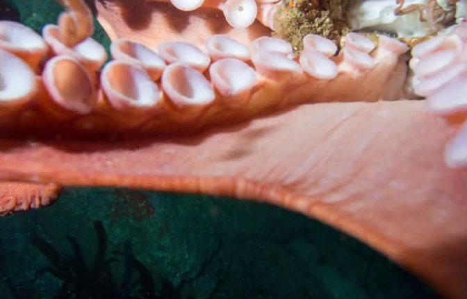 Video Of A Massive Octopus Wrestling With A Diver Underwater