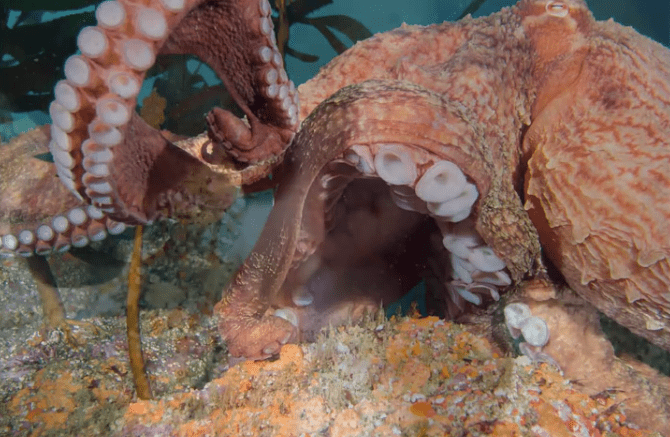 Video Of A Massive Octopus Wrestling With A Diver Underwater
