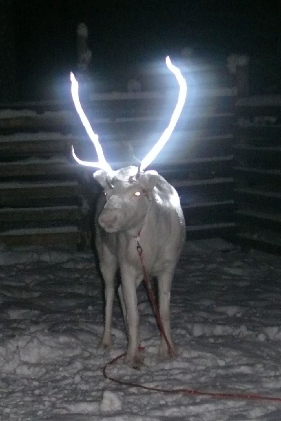 Why Herders In Finland Spray Reindeers’ Horns With Reflective Coating