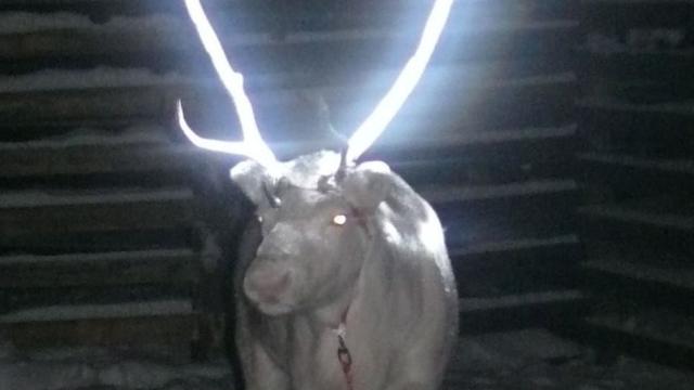 Why Herders In Finland Spray Reindeers’ Horns With Reflective Coating