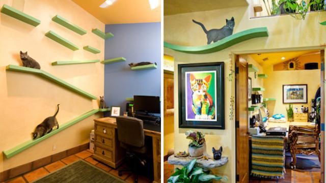 A $35,000 Renovation Turned This Suburban Home Into A Cat Palace